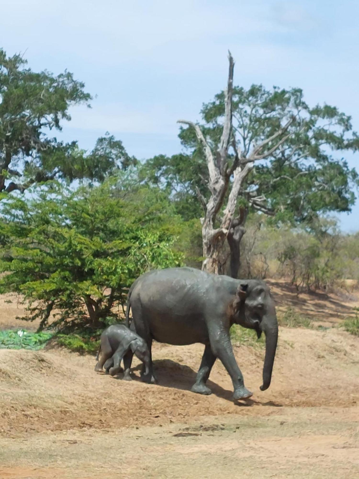 Suduweli Beauties Of Nature - Yala Kirinda  Buitenkant foto