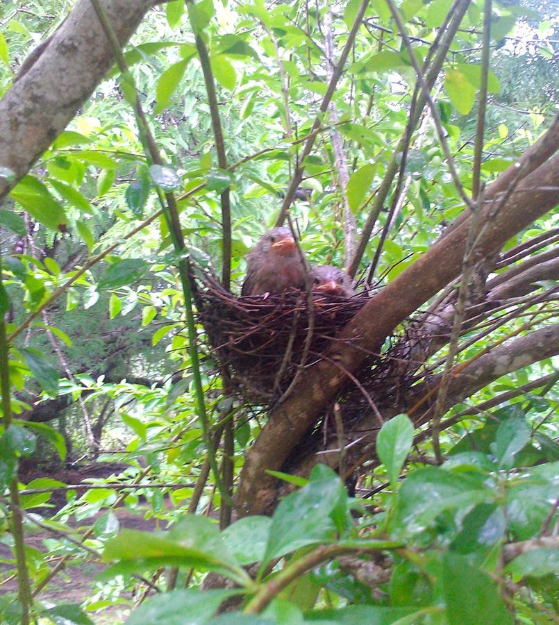 Suduweli Beauties Of Nature - Yala Kirinda  Buitenkant foto