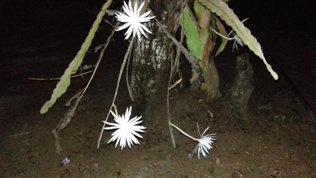 Suduweli Beauties Of Nature - Yala Kirinda  Buitenkant foto